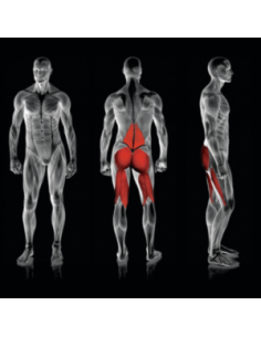 Rogers Pendulum Reverse Glute Ham  2