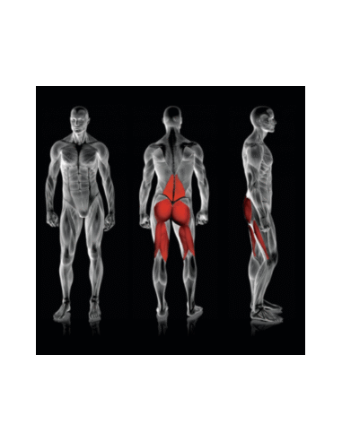 Rogers Pendulum Reverse Glute Ham 