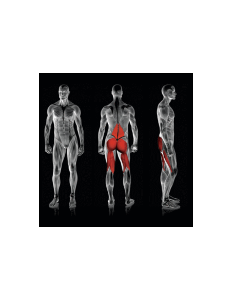 Rogers Pendulum Reverse Glute Ham 