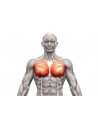 Pectoraux